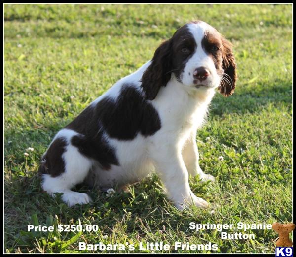 Puppies in Scottsville